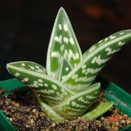 Aloe variegata Aloe (Алоэ)