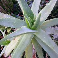 Aloe vera Aloe (Алоэ)