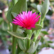 Aptenia cordifolia Aptenia