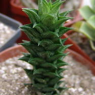 Astroloba corrugata Astroloba (Астролоба)