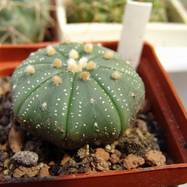 Astrophytum asterias Astrophytum