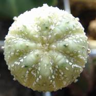 Astrophytum asterias 'Supercabuto'  Astrophytum