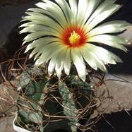 Astrophytum capricorne  Astrophytum