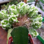 Astrophytum sp.f.cristata Astrophytum