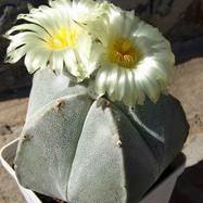 Astrophytum myriostigma  Astrophytum