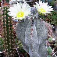 Astrophytum myriostigma var.columnare  Astrophytum