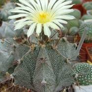 Astrophytum ornatum Astrophytum