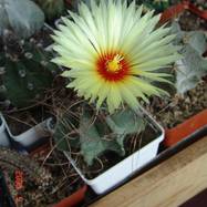 Astrophytum senile  Astrophytum