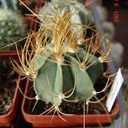 Astrophytum senile var.aureum  Astrophytum