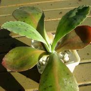 Bryophyllum gastonis-bonnieri Kalanchoe (Каланхоэ)