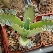 Bryophyllum crenatodaigremontianum Kalanchoe (Каланхоэ)