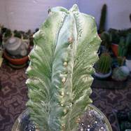 Cereus sp. Cereus