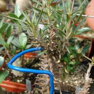 Ceropegia dimorpha Ceropegia (Церопегия)