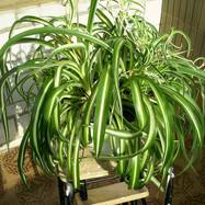 Chlorophytum comosum Сhlorophytum (Хлорофитум)