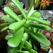 Cotyledon elisae Cotyledon (Котиледон)