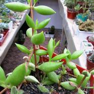 Cotyledon jacobsenii Cotyledon (Котиледон)