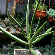 Cotyledon 'Mr butterfield' Cotyledon (Котиледон)