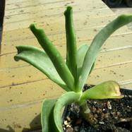 Cotyledon cv 'Octopus' Cotyledon (Котиледон)