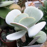 Cotyledon orbiculata Cotyledon (Котиледон)