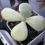 Cotyledon orbiculata Cotyledon (Котиледон)