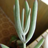 Cotyledon papillaris Cotyledon (Котиледон)