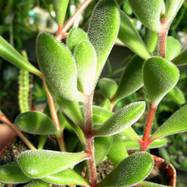Cotyledon sp. Cotyledon (Котиледон)