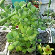 Cotyledon tomentosa Cotyledon (Котиледон)