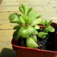 Cotyledon tomentosa cv. Cotyledon (Котиледон)