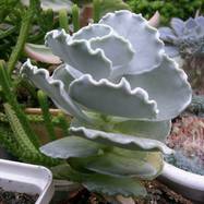 Cotyledon undulata Cotyledon (Котиледон)