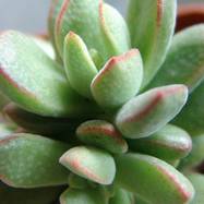 Crassula ausensis Crassula (Крассула, Толстянка)