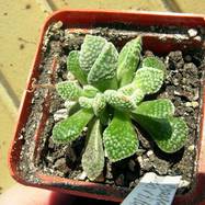 Crassula ausensis var.titanopsis Crassula (Крассула, Толстянка)