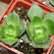 Crassula barbata Crassula (Крассула, Толстянка)