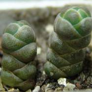 Crassula barkleyi Crassula (Крассула, Толстянка)