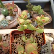 Crassula brevifolia Crassula (Крассула, Толстянка)