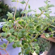 Crassula browmeana Crassula (Крассула, Толстянка)