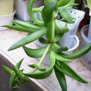 Crassula capitella Crassula (Крассула, Толстянка)