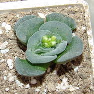 Crassula сv 'Celia' Crassula (Крассула, Толстянка)