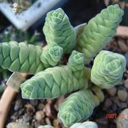 Crassula columella Crassula (Крассула, Толстянка)