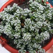 Crassula corallina Crassula (Крассула, Толстянка)