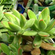 Crassula karasana Crassula (Крассула, Толстянка)