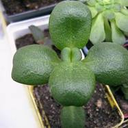 Crassula multicava Crassula (Крассула, Толстянка)