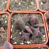 Crassula corymbulosa Crassula (Крассула, Толстянка)