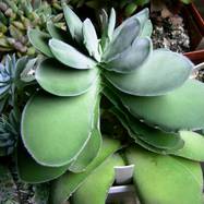 Crassula cotyledonis Crassula (Крассула, Толстянка)