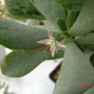 Crassula sp. Crassula (Крассула, Толстянка)