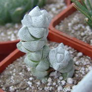 Crassula deceptor Crassula (Крассула, Толстянка)