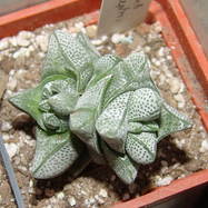 Crassula deceptrix Crassula (Крассула, Толстянка)