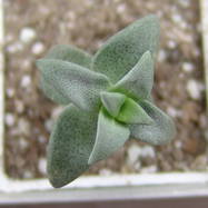 Crassula delthoidea Crassula (Крассула, Толстянка)