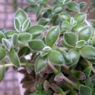 Crassula ernestii Crassula (Крассула, Толстянка)