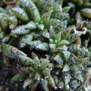 Crassula exilis ssp.sedifolia Crassula (Крассула, Толстянка)