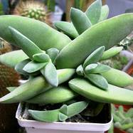 Crassula perfoliata ssp.falcata Crassula (Крассула, Толстянка)